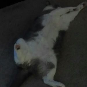 Meet your Posher, Jani